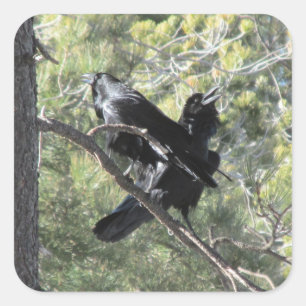 Ravens Talking on the Mountain Square Sticker