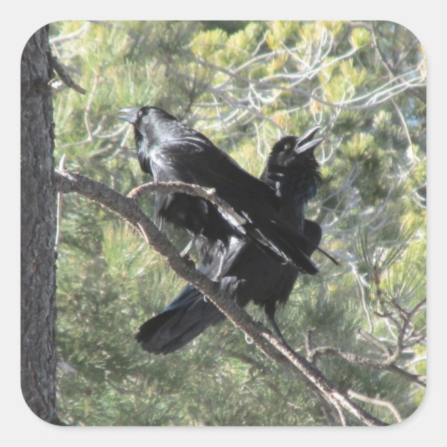 Ravens Talking on the Mountain Square Sticker (Front)