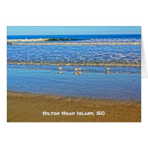 Raviers Dans Le Surf ! Hilton Head Island SC
