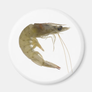 Raw grey prawn magnet