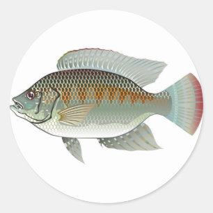 Raw Seafood Tilapia Fish Vector Classic Round Sticker