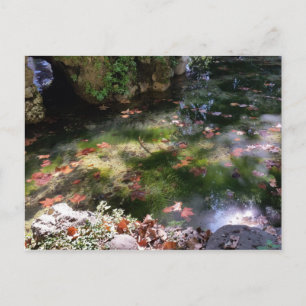 rays and leaves on water postcard