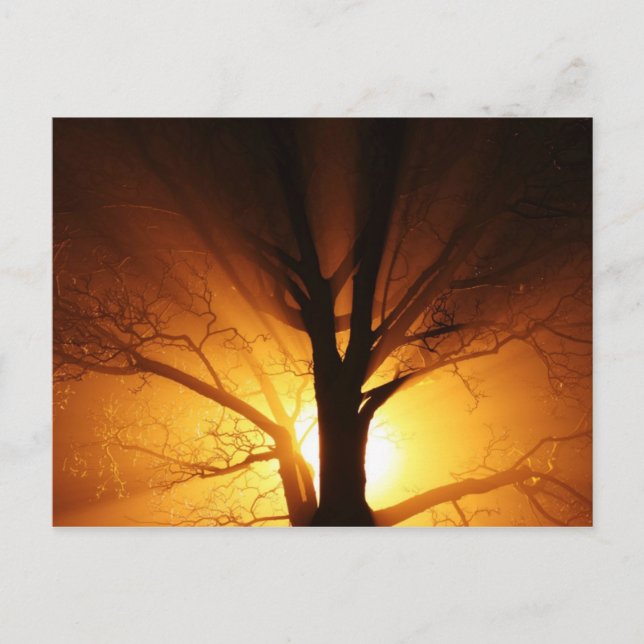 Rays Of Light Postcard (Front)