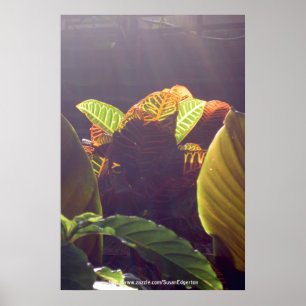 Rays Poster