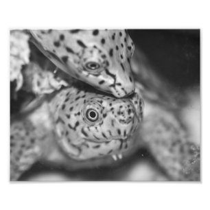 Razorback Musk Turtle, photo print