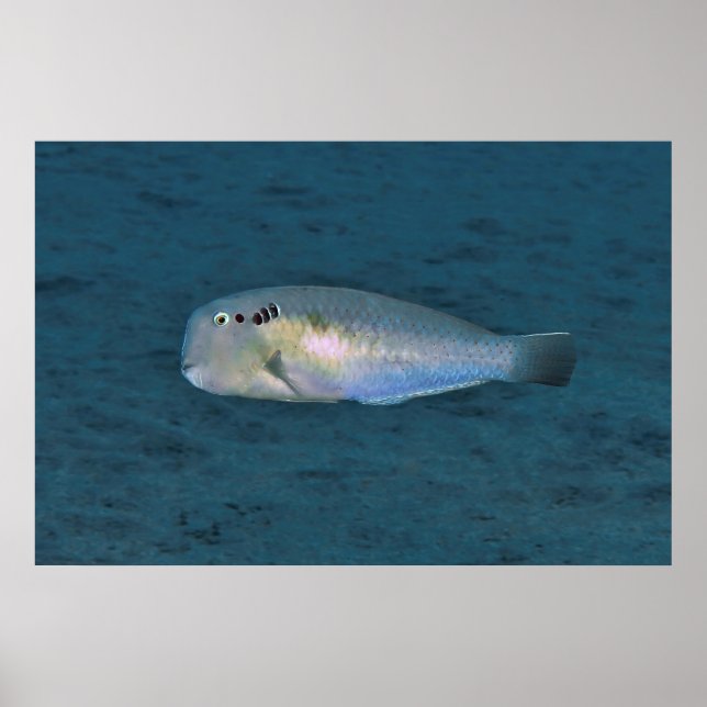 Razorfish Poster (Front)