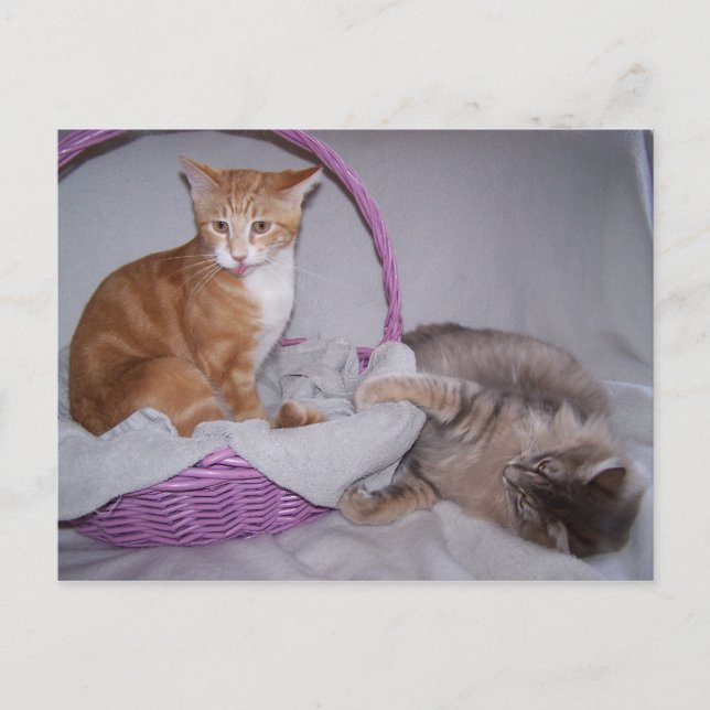 razzberries Postcard (Front)