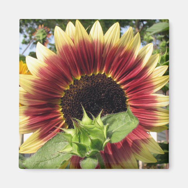 Razzmatazz Sunflower Magnet (Front)