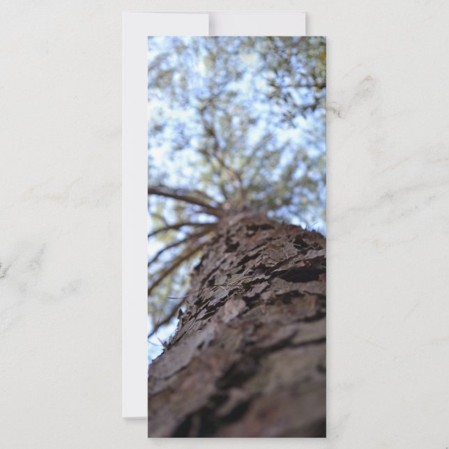 Reach High by Shirley Taylor (Front)