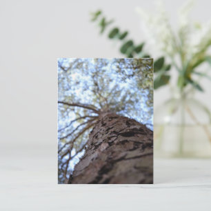 Reach High by Shirley Taylor Postcard