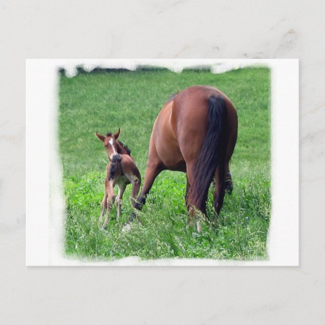 Reaching Foal with Mare Postcard (Front)
