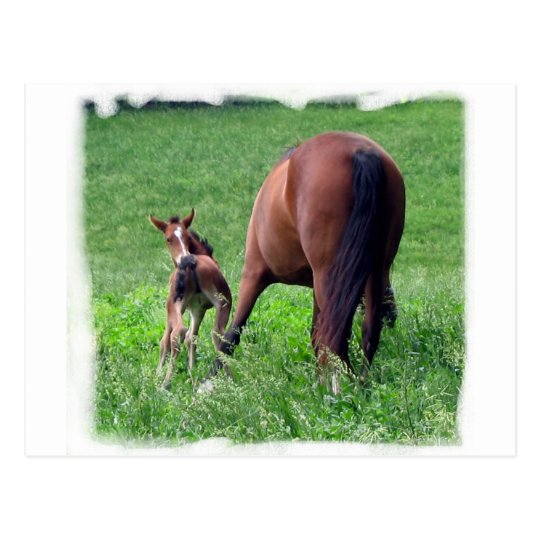 Reaching Foal with Mare Postcard