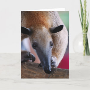 Read Anteater Greeting Card