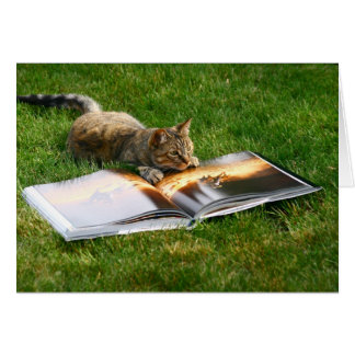 Reading Cat