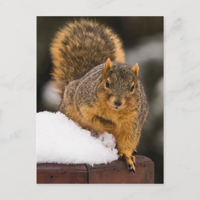 Ready For Breakfast Postcard (Front)