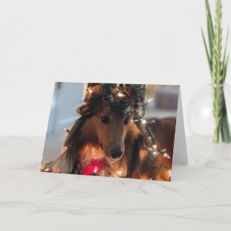  Ready for Christmas sheltie Card