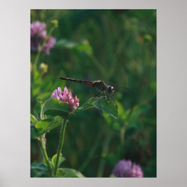 Ready to Fly - Dragonfly Poster (Front)