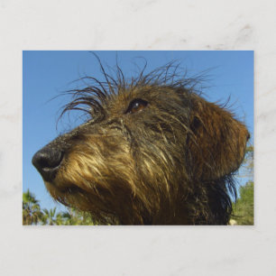 Ready to hunt postcard