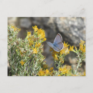 Reakirt's Blue Butterfly Postcard