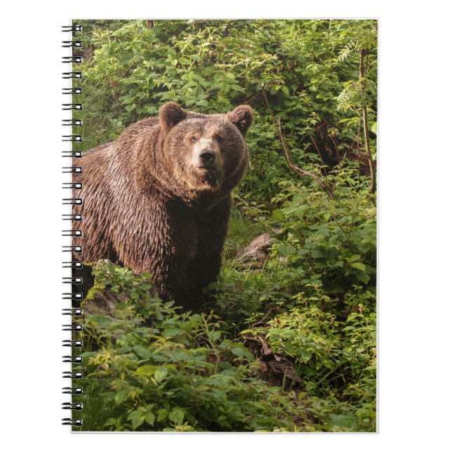 Real Bear Gifts,Grizzly Bear,Grizzly Bear Journal  (Front)