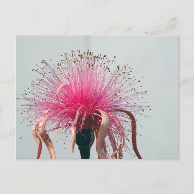 Real Fibre Optic Flower and Flamingo Postcard (Front)