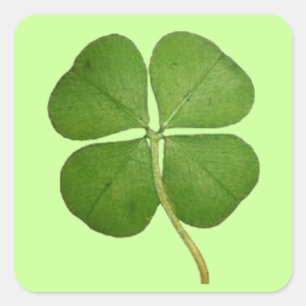 Real Four Leaf Clover Square Sticker