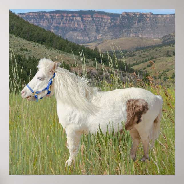 Real Miniature Horse in mountains wish Poster (Front)