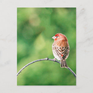Real Photo House Finch Nature Bird Postcard
