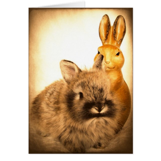 Real Rabbit and Fake Rabbit (Front)