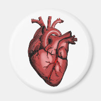 Realistic Anatomical Heart Image