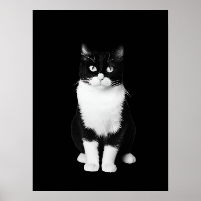 Realistic Black and White Cat Poster (Front)