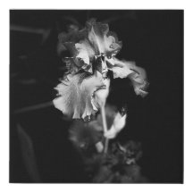 Realistic black and white Iris wall canvas