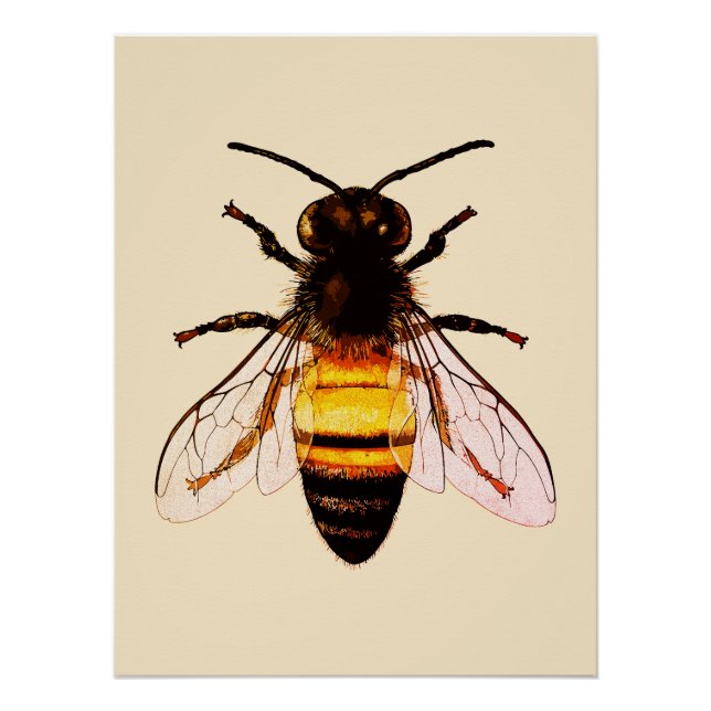 Realistic Honey Bee Art Illustration Poster (Front)