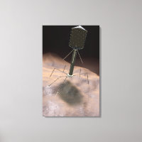 Realistic Illustration of bacteriophage