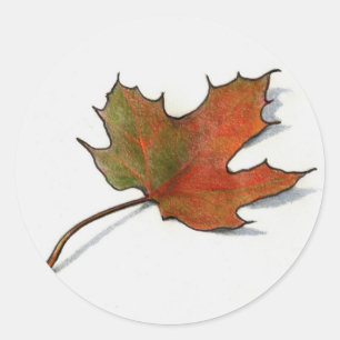 Realistic Maple Leaf: Colour Pencil Art Classic Round Sticker