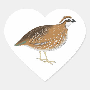 Realistic Quail Bird Heart Sticker