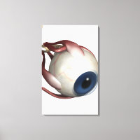 Realistic rendering of the muscles of the eye