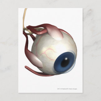 Realistic rendering of the muscles of the eye postcard