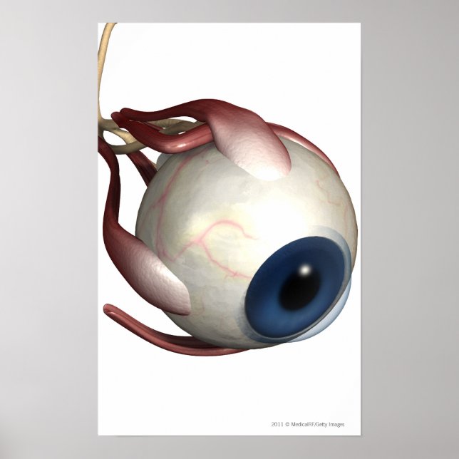 Realistic rendering of the muscles of the eye poster (Front)