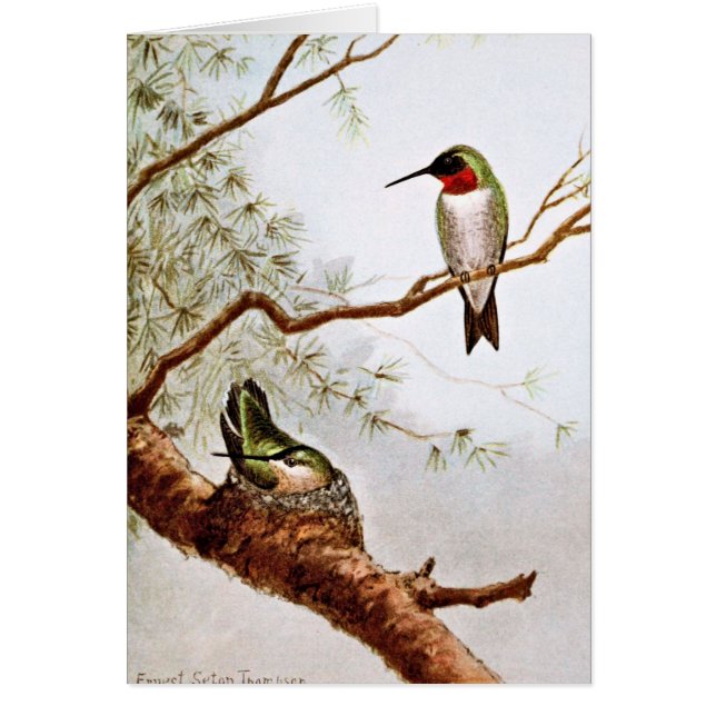 Realistic Ruby-Throated Hummingbird Art (Front)