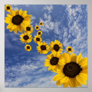 Realistic sun flowers in a blue sky poster