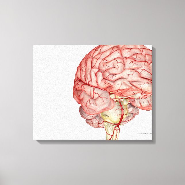 Realitic rendering of the human brain canvas print (Front)