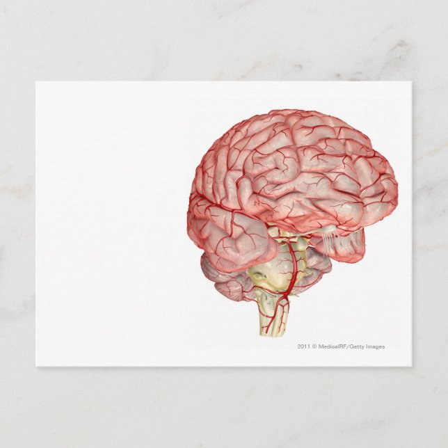 Realitic rendering of the human brain postcard (Front)