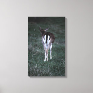 Rear view of a deer , New Zealand Canvas Print