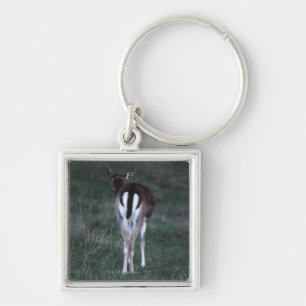 Rear view of a deer , New Zealand Keychain