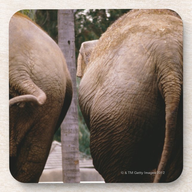 Rear view of Asian elephants Coaster (Front)