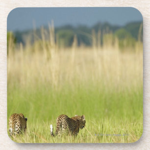 Rear view of Leopard (Panthera pardus) and cub Coaster