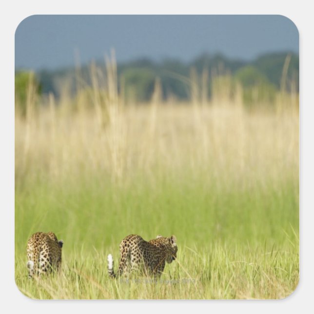 Rear view of Leopard (Panthera pardus) and cub Square Sticker (Front)