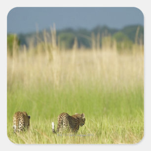 Rear view of Leopard (Panthera pardus) and cub Square Sticker