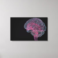 Rear view of the human brain